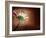 Deeply Red-Doug Chinnery-Framed Photographic Print