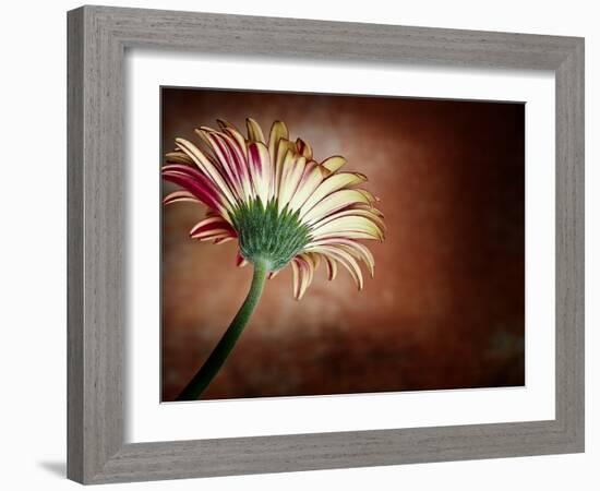 Deeply Red-Doug Chinnery-Framed Photographic Print