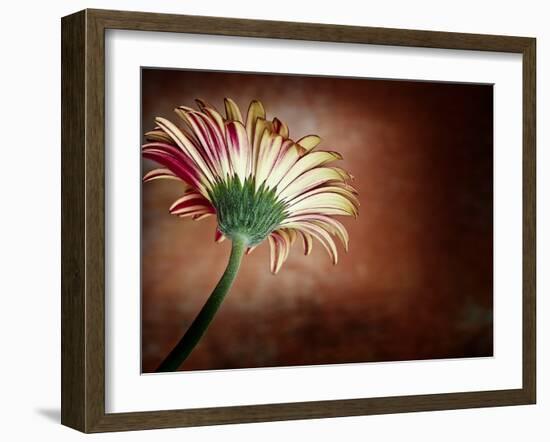 Deeply Red-Doug Chinnery-Framed Photographic Print