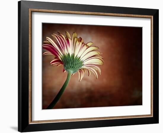 Deeply Red-Doug Chinnery-Framed Photographic Print