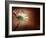 Deeply Red-Doug Chinnery-Framed Photographic Print