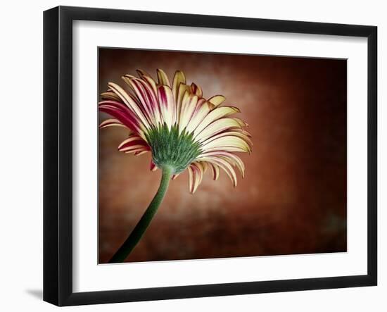 Deeply Red-Doug Chinnery-Framed Photographic Print