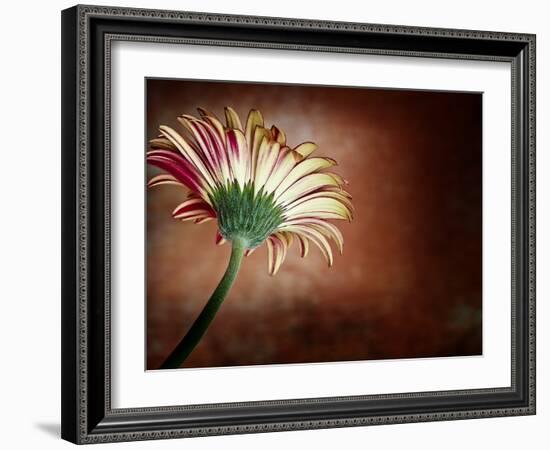 Deeply Red-Doug Chinnery-Framed Photographic Print