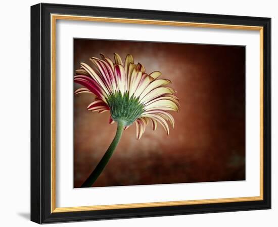 Deeply Red-Doug Chinnery-Framed Photographic Print