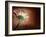 Deeply Red-Doug Chinnery-Framed Photographic Print