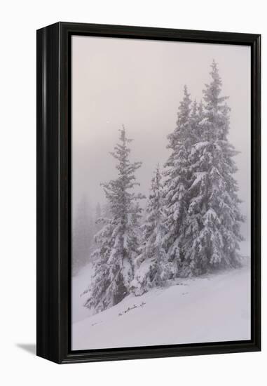 Deeply Snow-Covered Trees, Salzburg, Austria-Rainer Mirau-Framed Premier Image Canvas