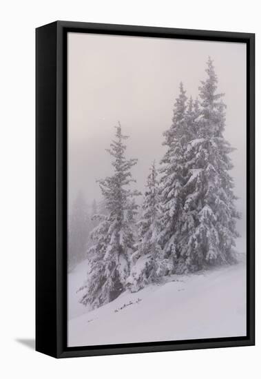 Deeply Snow-Covered Trees, Salzburg, Austria-Rainer Mirau-Framed Premier Image Canvas