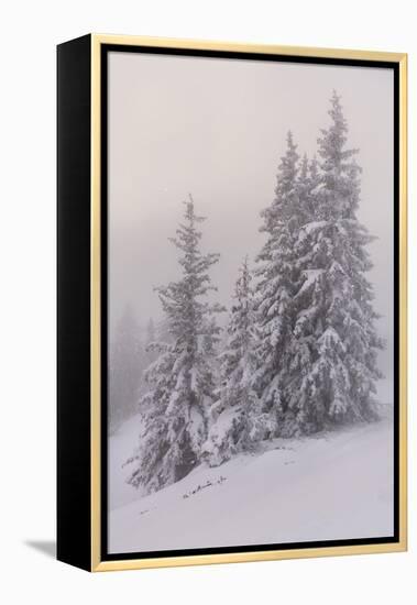 Deeply Snow-Covered Trees, Salzburg, Austria-Rainer Mirau-Framed Premier Image Canvas