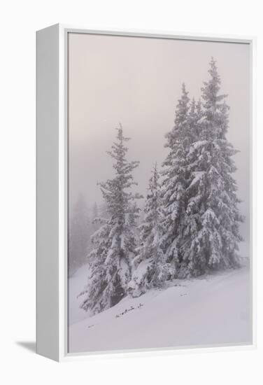 Deeply Snow-Covered Trees, Salzburg, Austria-Rainer Mirau-Framed Premier Image Canvas