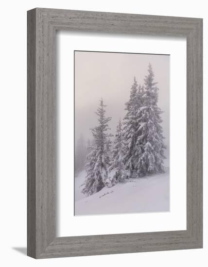 Deeply Snow-Covered Trees, Salzburg, Austria-Rainer Mirau-Framed Photographic Print