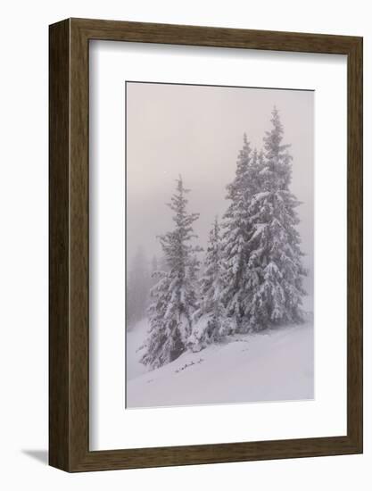 Deeply Snow-Covered Trees, Salzburg, Austria-Rainer Mirau-Framed Photographic Print
