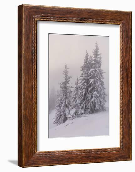 Deeply Snow-Covered Trees, Salzburg, Austria-Rainer Mirau-Framed Photographic Print