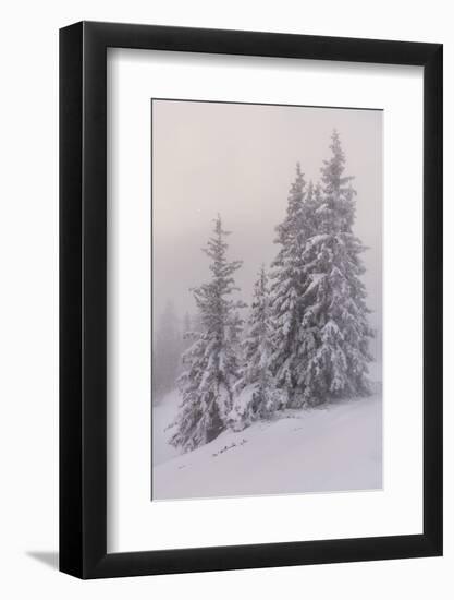 Deeply Snow-Covered Trees, Salzburg, Austria-Rainer Mirau-Framed Photographic Print