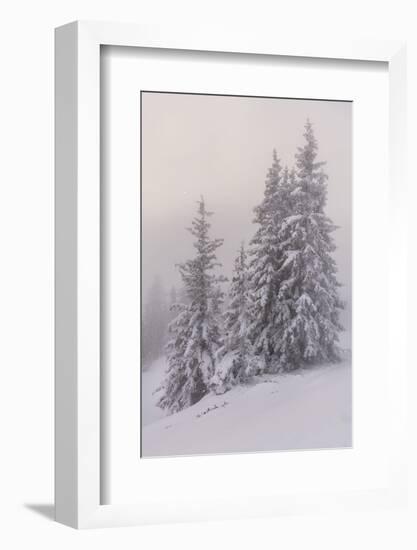 Deeply Snow-Covered Trees, Salzburg, Austria-Rainer Mirau-Framed Photographic Print