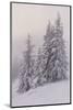 Deeply Snow-Covered Trees, Salzburg, Austria-Rainer Mirau-Mounted Photographic Print