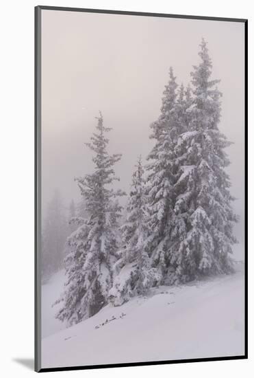 Deeply Snow-Covered Trees, Salzburg, Austria-Rainer Mirau-Mounted Photographic Print
