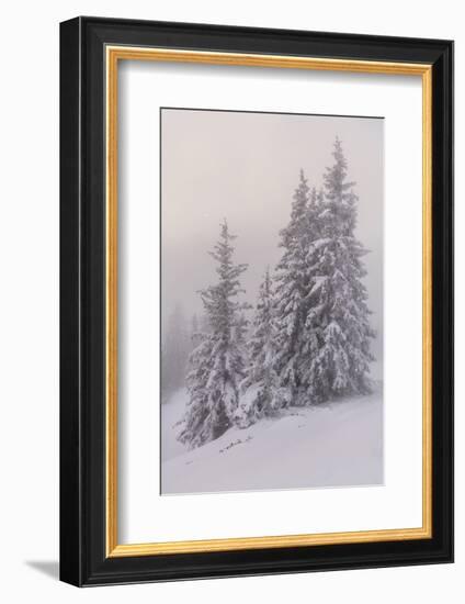 Deeply Snow-Covered Trees, Salzburg, Austria-Rainer Mirau-Framed Photographic Print