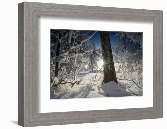 Deeply Snow-Covered Winter Scenery with Bright Sunshine, Saxony, Germany-Falk Hermann-Framed Photographic Print