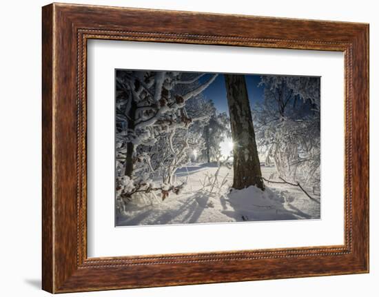 Deeply Snow-Covered Winter Scenery with Bright Sunshine, Saxony, Germany-Falk Hermann-Framed Photographic Print