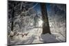 Deeply Snow-Covered Winter Scenery with Bright Sunshine, Saxony, Germany-Falk Hermann-Mounted Photographic Print