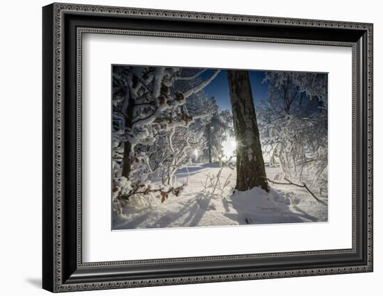 Deeply Snow-Covered Winter Scenery with Bright Sunshine, Saxony, Germany-Falk Hermann-Framed Photographic Print