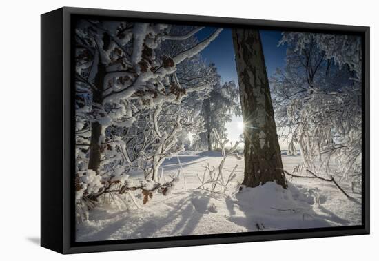 Deeply Snow-Covered Winter Scenery with Bright Sunshine, Saxony, Germany-Falk Hermann-Framed Premier Image Canvas