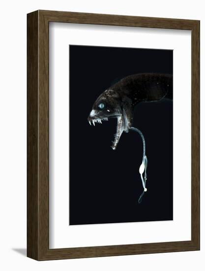 Deepsea Dragonfish (Eustomias Monodactylus) With Bioluminescent Lure-David Shale-Framed Photographic Print