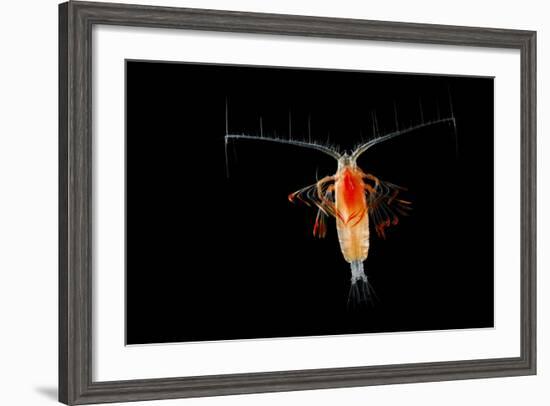 Deepsea Marine Planktonic Copepod (Euchirella Sp) Atlantic Ocean-Solvin Zankl-Framed Photographic Print