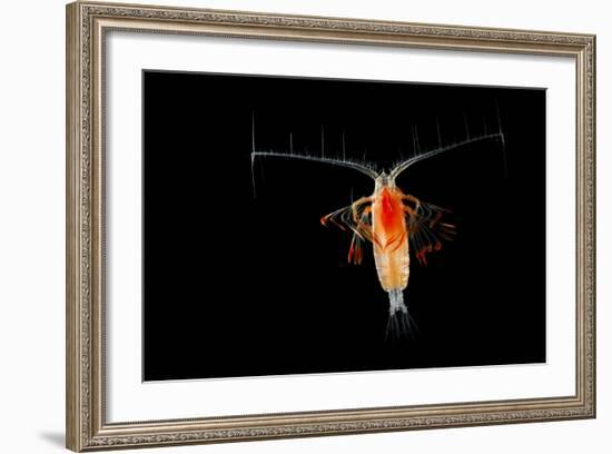 Deepsea Marine Planktonic Copepod (Euchirella Sp) Atlantic Ocean-Solvin Zankl-Framed Photographic Print