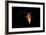 Deepsea Marine Planktonic Copepod (Euchirella Sp) Atlantic Ocean-Solvin Zankl-Framed Photographic Print