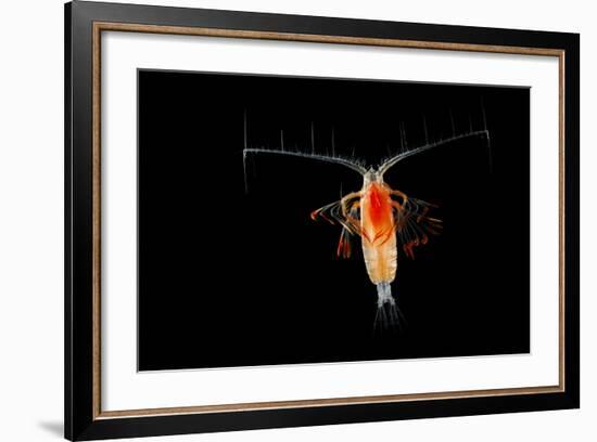 Deepsea Marine Planktonic Copepod (Euchirella Sp) Atlantic Ocean-Solvin Zankl-Framed Photographic Print