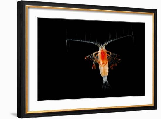 Deepsea Marine Planktonic Copepod (Euchirella Sp) Atlantic Ocean-Solvin Zankl-Framed Photographic Print