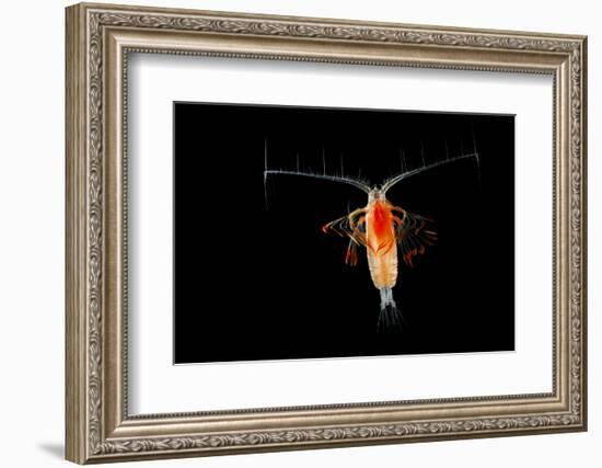 Deepsea Marine Planktonic Copepod (Euchirella Sp) Atlantic Ocean-Solvin Zankl-Framed Photographic Print