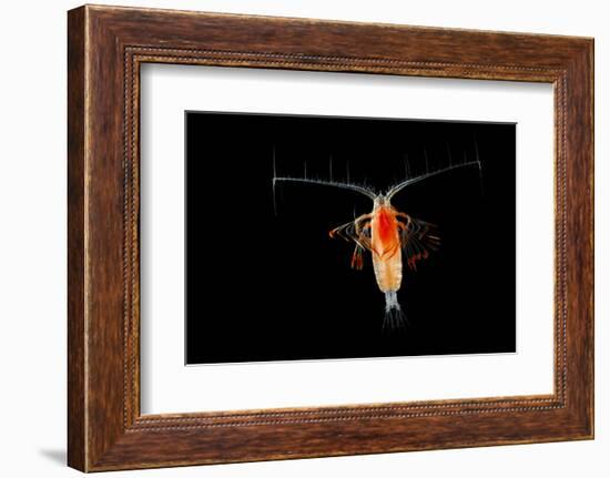 Deepsea Marine Planktonic Copepod (Euchirella Sp) Atlantic Ocean-Solvin Zankl-Framed Photographic Print