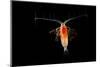 Deepsea Marine Planktonic Copepod (Euchirella Sp) Atlantic Ocean-Solvin Zankl-Mounted Photographic Print