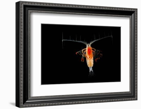 Deepsea Marine Planktonic Copepod (Euchirella Sp) Atlantic Ocean-Solvin Zankl-Framed Photographic Print