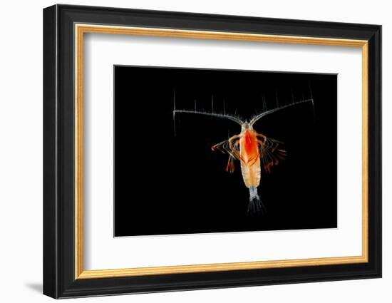 Deepsea Marine Planktonic Copepod (Euchirella Sp) Atlantic Ocean-Solvin Zankl-Framed Photographic Print