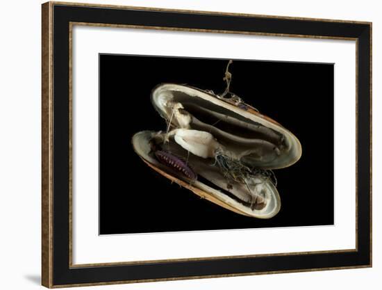 Deepsea Mussel (Bathymodiolus Indica) With Open Shell And Commensal Scale Worm Inside-David Shale-Framed Photographic Print