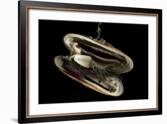 Deepsea Mussel (Bathymodiolus Indica) With Open Shell And Commensal Scale Worm Inside-David Shale-Framed Photographic Print