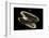 Deepsea Mussel (Bathymodiolus Indica) With Open Shell And Commensal Scale Worm Inside-David Shale-Framed Photographic Print