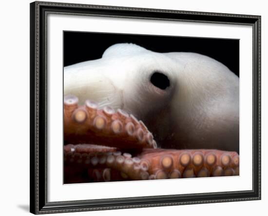 Deepsea Octopus (Benthoctopus Sp), Close-Up of Eye, Deep Sea Atlantic Ocean-David Shale-Framed Photographic Print