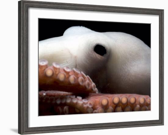 Deepsea Octopus (Benthoctopus Sp), Close-Up of Eye, Deep Sea Atlantic Ocean-David Shale-Framed Photographic Print