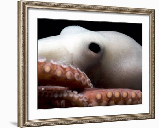 Deepsea Octopus (Benthoctopus Sp), Close-Up of Eye, Deep Sea Atlantic Ocean-David Shale-Framed Photographic Print