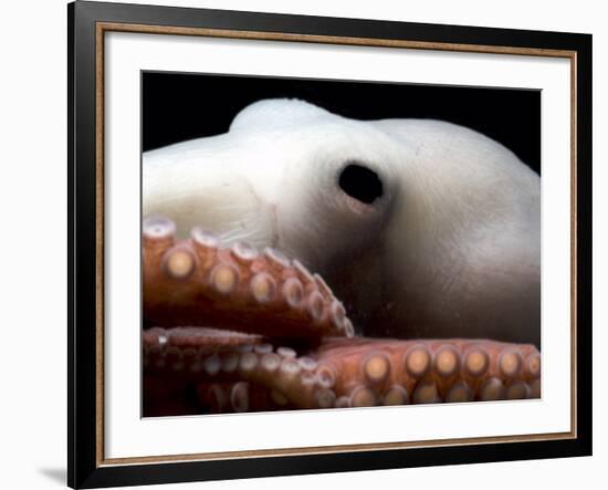 Deepsea Octopus (Benthoctopus Sp), Close-Up of Eye, Deep Sea Atlantic Ocean-David Shale-Framed Photographic Print