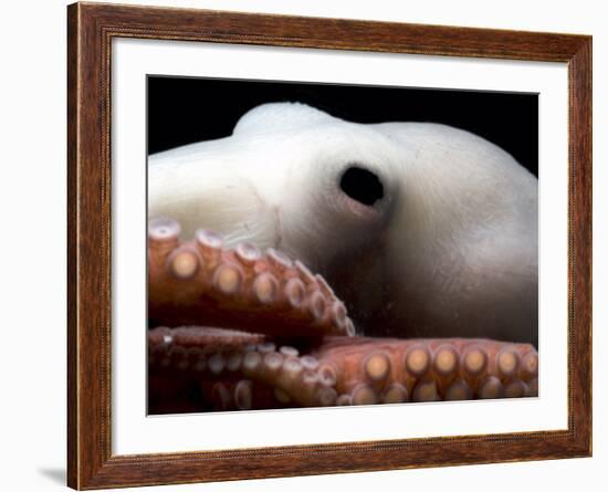 Deepsea Octopus (Benthoctopus Sp), Close-Up of Eye, Deep Sea Atlantic Ocean-David Shale-Framed Photographic Print