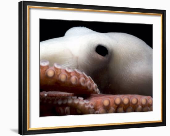 Deepsea Octopus (Benthoctopus Sp), Close-Up of Eye, Deep Sea Atlantic Ocean-David Shale-Framed Photographic Print