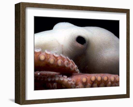 Deepsea Octopus (Benthoctopus Sp), Close-Up of Eye, Deep Sea Atlantic Ocean-David Shale-Framed Photographic Print