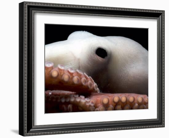 Deepsea Octopus (Benthoctopus Sp), Close-Up of Eye, Deep Sea Atlantic Ocean-David Shale-Framed Photographic Print