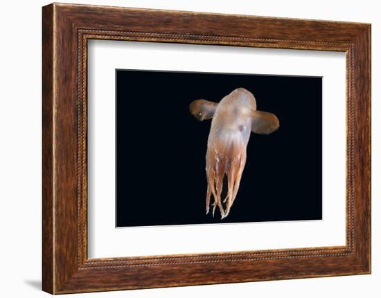 Deepsea Octopus (Grimpoteuthis Sp) Specimen -Dumbo-, North Atlantic-David Shale-Framed Photographic Print