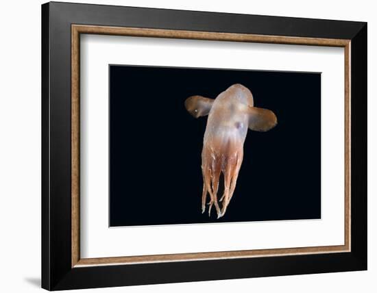 Deepsea Octopus (Grimpoteuthis Sp) Specimen -Dumbo-, North Atlantic-David Shale-Framed Photographic Print